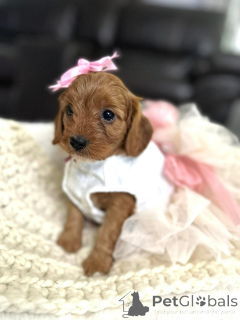 Photo №1. cavalier king charles spaniel - à vendre en ville de Amityville | négocié | Annonce №154341