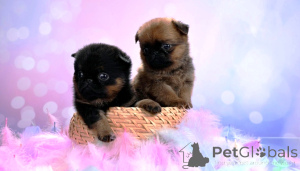 Photo №3. Mini filles Petits Brabançons. Fédération de Russie