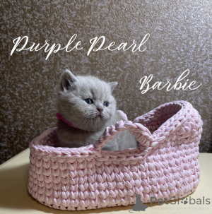 Photo №1.  - à vendre en ville de Novosibirsk | 539€ | Annonce № 150242