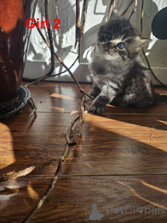 Photo №3. Beau Maine Coon x Kittens. L'Autriche