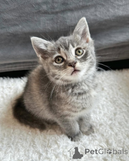 Photo №2 de l'annonce № 150625 de la vente chat de gouttière - acheter à Allemagne de l'abri, éleveur