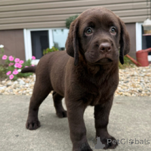 Photo №1. labrador retriever - à vendre en ville de Berlin | 600€ | Annonce №173208