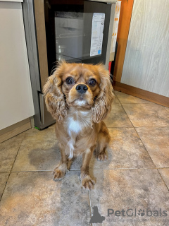 Photo №1. cavalier king charles spaniel - à vendre en ville de Varna | 400€ | Annonce №114313