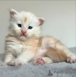 Photo №2 de l'annonce № 159880 de la vente maine coon - acheter à Lituanie annonce privée