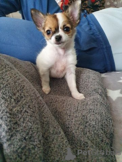 Photo №1. chihuahua - à vendre en ville de Berlin | Gratuit | Annonce №126583