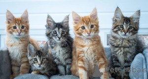 Photo №1. maine coon - à vendre en ville de Varsovie | 250€ | Annonce № 155928