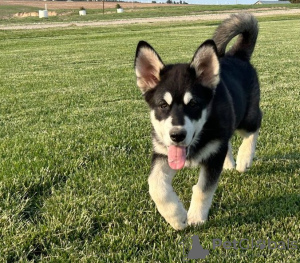 Photo №1. malamute de l'alaska - à vendre en ville de Гамбург | négocié | Annonce №95193