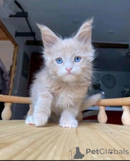 Photo №3. Adorables chatons Maine Coon et Scottish Fold disponibles pour rehoming et. Canada