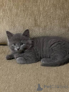Photo №2 de l'annonce № 171179 de la vente nebelung - acheter à Allemagne annonce privée, de la fourrière, de l'abri, éleveur