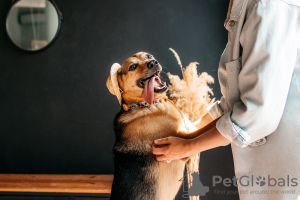 Photos supplémentaires: Bonheur nommé Cheetos cherche une famille ! Petit chien de compagnie !