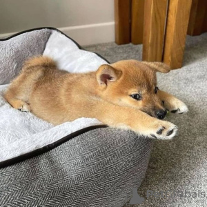 Photo №1. shiba - à vendre en ville de Pécs | négocié | Annonce №79767