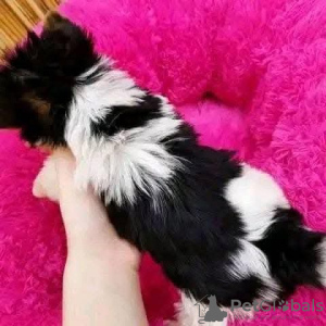 Photo №2 de l'annonce № 131364 de la vente yorkshire terrier - acheter à La Grande-Bretagne annonce privée