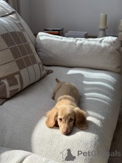 Photo №4. Je vais vendre teckel en ville de Munich. annonce privée, éleveur - prix - négocié