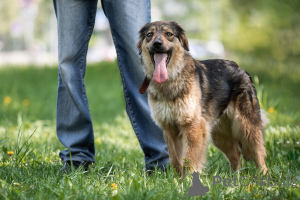 Photo №4. Je vais vendre chien bâtard en ville de Москва. annonce privée - prix - Gratuit