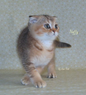 Photo №3. Scottish fold chaton doré. Fédération de Russie