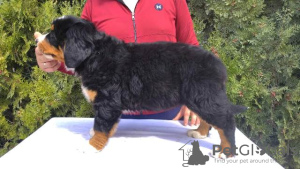 Photos supplémentaires: Chiots Bouvier Bernois