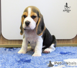 Photo №2 de l'annonce № 13134 de la vente beagle - acheter à Ukraine de la fourrière