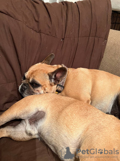 Photo №3. Odry bouledogue française. Donner à de bonnes mains !. La finlande