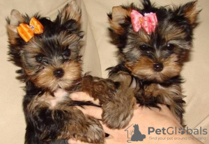 Photo №1. yorkshire terrier - à vendre en ville de Berlin | 350€ | Annonce №116804