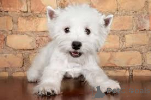 Photo №2 de l'annonce № 135895 de la vente west highland white terrier - acheter à Allemagne 