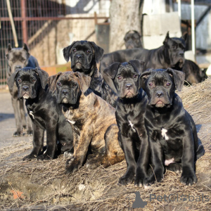 Photo №1. cane corso - à vendre en ville de Berlin | négocié | Annonce №171214