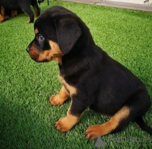 Photo №1. rottweiler - à vendre en ville de Zagreb | négocié | Annonce №116697