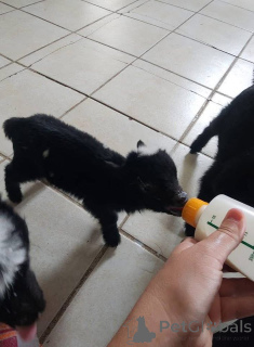 Photo №2 de l'annonce № 161737 de la vente  - acheter à France 