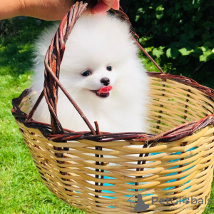 Photos supplémentaires: Chiots de Poméranie