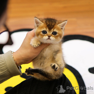 Photo №2 de l'annonce № 153757 de la vente munchkin - acheter à Belgique éleveur