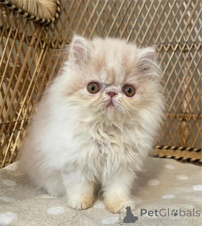 Photo №2 de l'annonce № 153855 de la vente exotic shorthair - acheter à Allemagne 