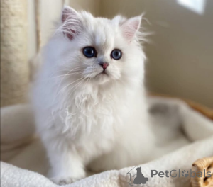 Photo №1.  - à vendre en ville de Zürich | Gratuit | Annonce № 162283