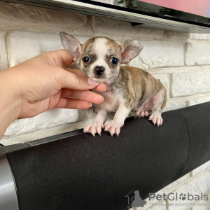 Photo №3. Pentuja Kauniita Chihuahuan. La finlande