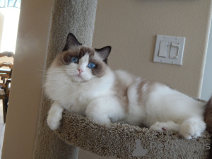 Photo №1. ragdoll - à vendre en ville de Berlin | 150€ | Annonce № 97597