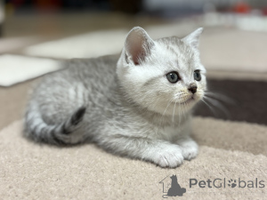 Photo №3. Je vends un chaton écossais. Biélorussie