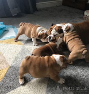 Photo №1. bulldog anglais - à vendre en ville de Alicante | négocié | Annonce №176533