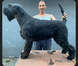 Photo №4. Je vais vendre schnauzer géant en ville de Belgrade.  - prix - négocié
