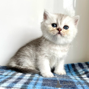 Photo №1. british shorthair - à vendre en ville de Leeds | négocié | Annonce № 173845
