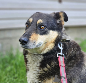 Photo №3. chien entre de bonnes mains. Fédération de Russie