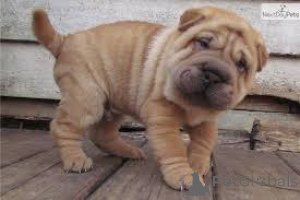 Photo №2 de l'annonce № 135916 de la vente shar pei - acheter à Allemagne 