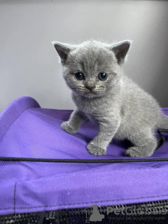 Photo №2 de l'annonce № 103619 de la vente british shorthair - acheter à Australie annonce privée