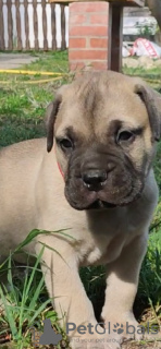 Photos supplémentaires: Chiots Bullmastiff