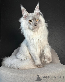 Photo №1. maine coon - à vendre en ville de Friskala | négocié | Annonce № 158455
