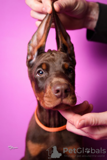 Photos supplémentaires: Chiots Doberman à vendre