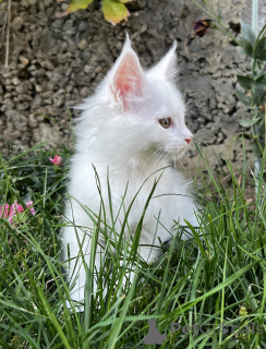 Photo №1. maine coon - à vendre en ville de Pyatigorsk | 1078€ | Annonce № 155983