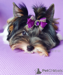 Photo №3. A vendre chiot Biewer Terrier, fille, petite princesse. Pedigree FCI.. Georgia