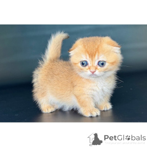 Photo №1. munchkin - à vendre en ville de Greenock | 350€ | Annonce № 174387