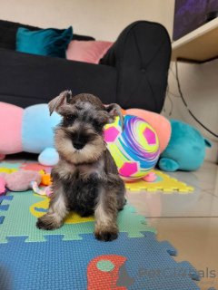 Photo №3. Schnauzer nain. Serbie