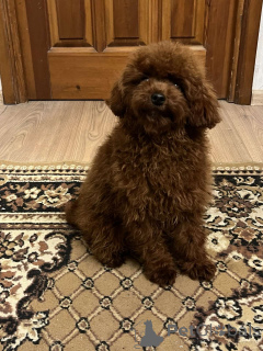 Photo №1. caniche (jouet) - à vendre en ville de Kiev | 1000€ | Annonce №159673