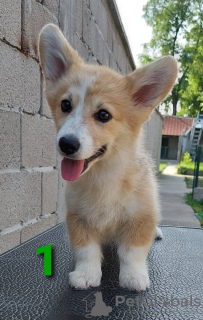 Photo №2 de l'annonce № 54553 de la vente welsh corgi - acheter à Serbie éleveur