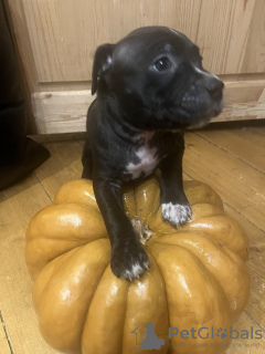 Photo №1. american staffordshire terrier - à vendre en ville de Шелково | 493€ | Annonce №119904